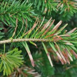 Managing current season needle necrosis in Christmas trees