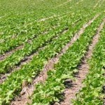 Update on Adoption of Glyphosate-tolerant Sugar Beet in the United States