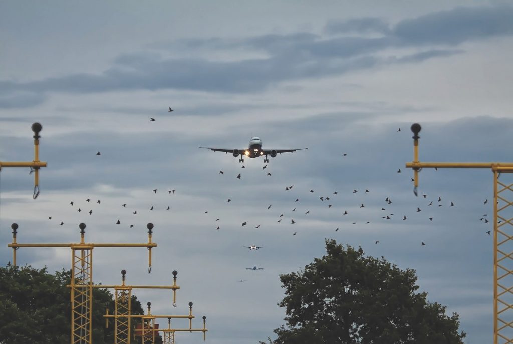 Birds are liable to cause major catastrophe, especially if they hit an engine. Photo credit Mark Winterbourne
