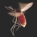 Malaria Control: Better Health, Better Future 2016 – Eradicate Malaria for Good