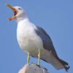 Gull management: A year-round concern