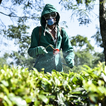 More sustainable tea production in India