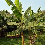 First ever plantain resistant to banana streak virus