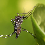 Genetically engineered  <em>Aedes aegypti </em>