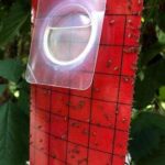 Monitoring and trapping with sticky traps, what’s new?