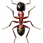 Excavation of building insulation by carpenter ants (<em>Camponotus ligniperda</em>, Hymenoptera; Formicidae)