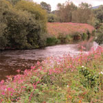 Himalayan Balsam and its control on the River Monnow in Herefordshire and Monmouthshire