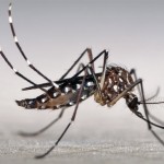 MI-Dengue: A novel tool for dengue vector monitoring in Brazil