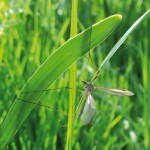 Best practices for crane flies in turf production