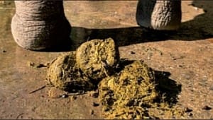 JulAug_p181_pooPic_001_330_188