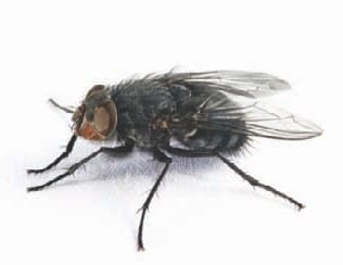 IPC Jul_Aug13_Advances in flying insect control ....T Rashid_p200_201_page2_image1