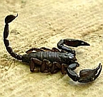 Scorpions revisited