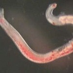 Bacillus and hookworm: A billion could benefit