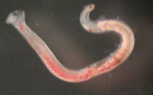 Adult male hookworm