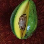 Secret life of avocado anthracnose