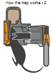 As the rat attempts to reach the lure it brushes past the very sensitive leaf trigger activating the trap. The piston strikes the rats skull killing it instantly.