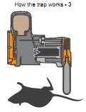 The striker returns on a light spring. The dispatched rat drops to the ground. The trap automatically resets itself and continues to do so up to 24 times per gas canister.
