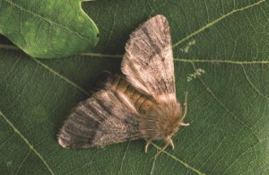 Male oak processionary moths are strong flyers with flight capability distances of up to 25 km (Picture: Forestry Commission)  