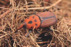 Red Palm Weevil adult 