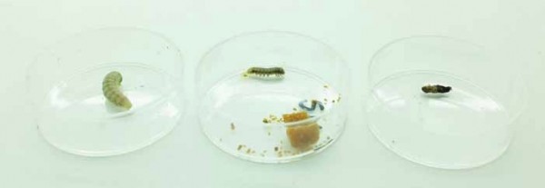 Healthy, stunted and dead Beet Army Worm (after treatment with Venerate)