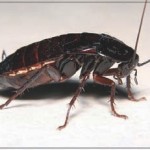 Evaluation of an insecticide paint for the control of cockroaches in the Zaragoza sewage system