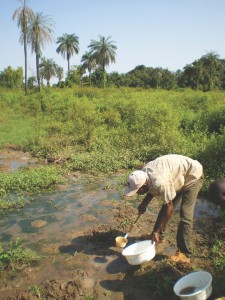 Larval surveys in The Gambia