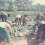 GHANA IPM PROGRAMME: PAST, PRESENT AND FUTURE