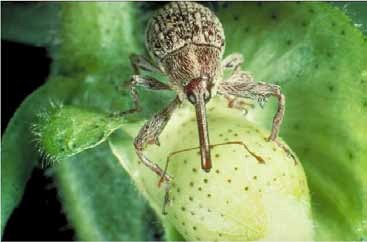 Boll weevil (courtesy of winfield Sterling)