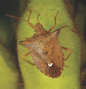 Euschistus heros adult.