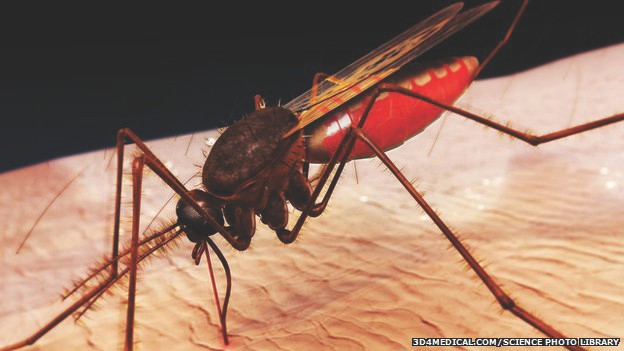 Mosquito bite. (Image from Science Photo library.)