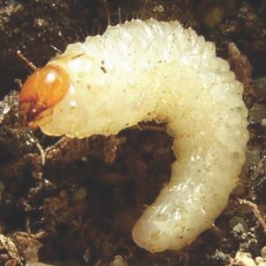 160313_OPM June 2015_Chw-FINAL_16jun15_page2_image1