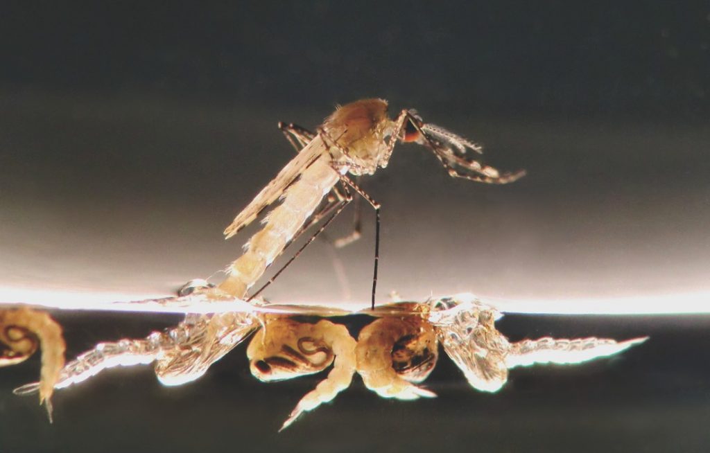 Mosquitoes egg laying. (Courtesy of Syngenta).