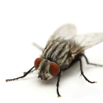 A brief history of fly control