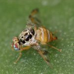 Development of fruit fly control strategies