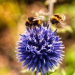Bee-saving vote delayed two years