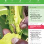 International Pest Control – May/June 2023 – Vol 65, Nr.3