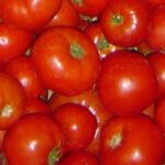 Plant-parasitic nematodes: WUR launches major project