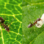 How fungi improve their ability to infect insects